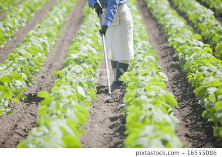 Agriculture girls Agriculture girls 16555086