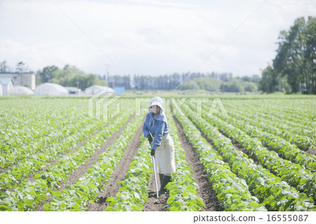 農業女孩 16555087