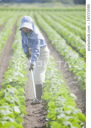農業女孩 16555090