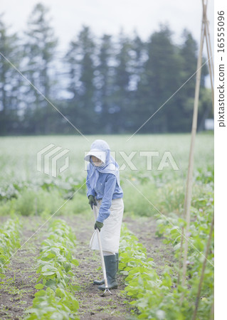 農業女孩 16555096