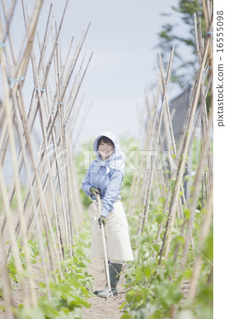 農業女孩 16555098
