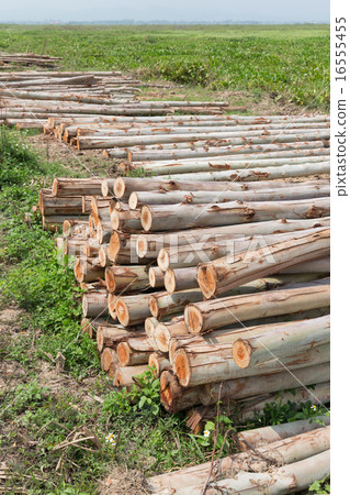 Eucalyptus tree, Pile of wood logs ready 16555455