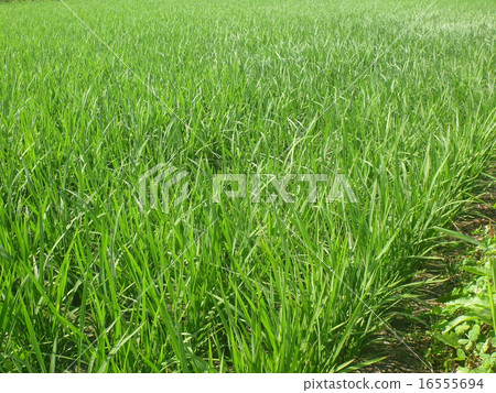 鬱鬱蔥蔥的米飯，稻田7月@Komagane 16555694