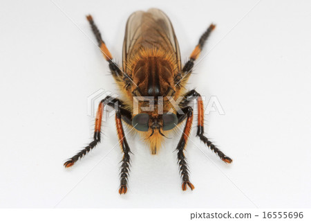 Scallop Shioya 虻 16555696