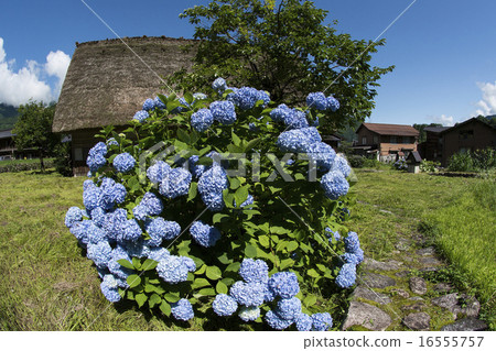 Hydrangeas blooming in Shirakawago 16555757