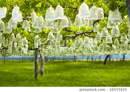 朝倉市水果村日野的葡萄架 朝倉市水果村日野的葡萄架 16555835