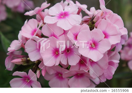 Nichininju花 16555906
