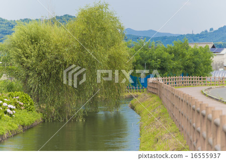 Country landscape Asakura city waterway and willow Country landscape Asakura city waterway and willow 16555937