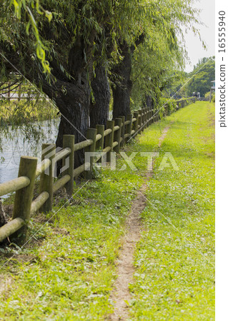Country landscape Asakura city waterway and willow Country landscape Asakura city waterway and willow 16555940