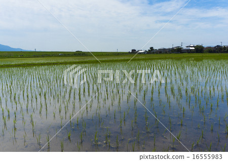 Country landscape Asakura city Water filled paddy fields 16555983