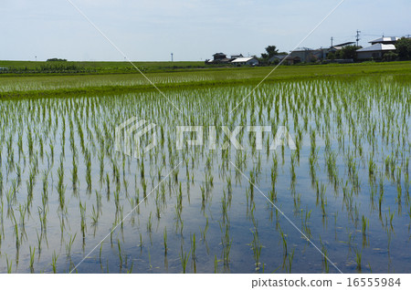 國家風景朝倉市充滿水的稻田 16555984