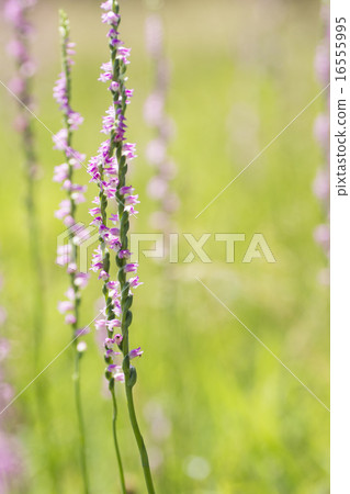 Spiranthes sinensis Spiranthes sinensis 16555995