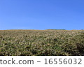 自然景觀 16556032