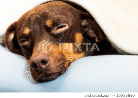 mixed dog sleeping on bed at home 16556680