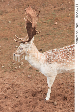 Fallow deer buck at park 16556711