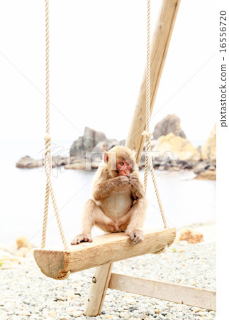 Swing cub, Japanese macaque, Hachikatsuzaki Monkey Bay Swing cub, Japanese macaque, Hachikatsuzaki Monkey Bay 16556720