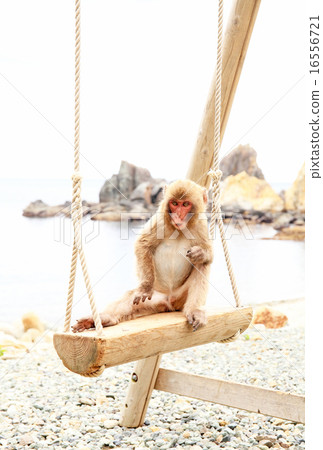 Swing cub, Japanese macaque, Hachikatsuzaki Monkey Bay Swing cub, Japanese macaque, Hachikatsuzaki Monkey Bay 16556721