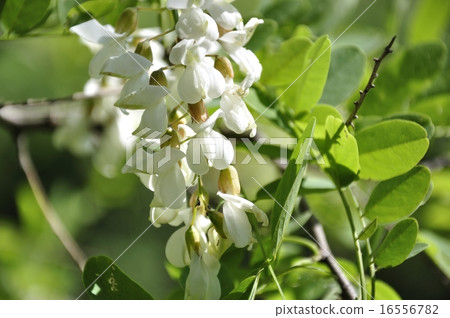 Fake acacia Fake acacia 16556782