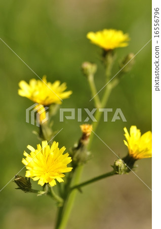 Onita Birako 16556796