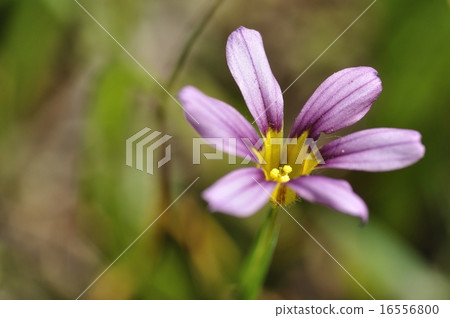 Niwazekishou 16556800