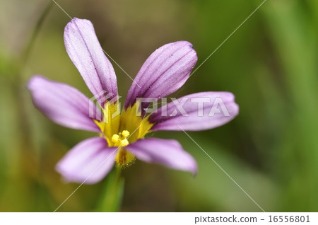 Niwazekishou Niwazekishou 16556801