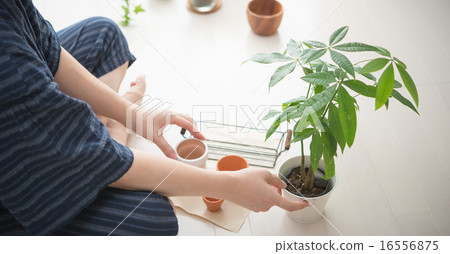Fiddling with foliage plants 16556875
