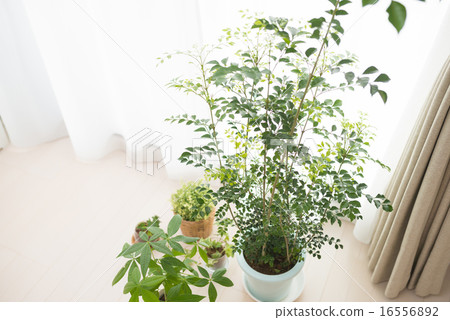 Foliage plant  16556892