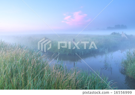 Dutch farmland with river in foggy morning Dutch farmland with river in foggy morning 16556999