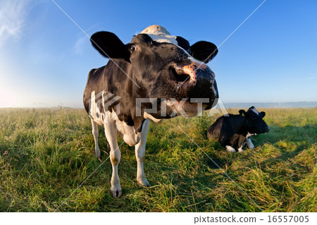 funny cow muzzle via wide angle 16557005
