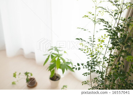 Foliage plant  16557041