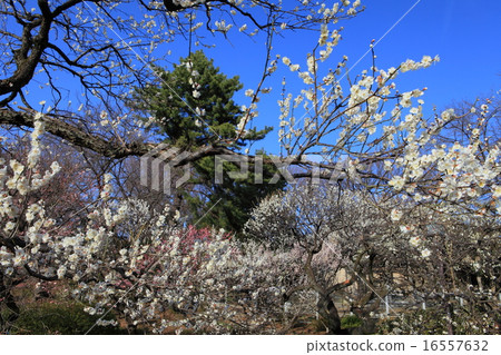 Okurayama Park plum forest 16557632
