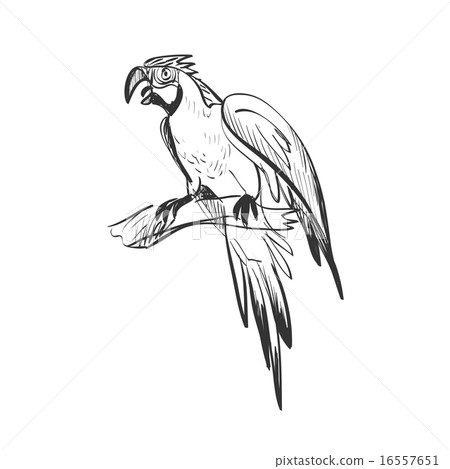 doodle parrot 16557651