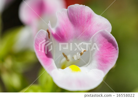 Torenia Torenia 16558022