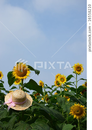 向日葵領域和女孩的草帽 16558210