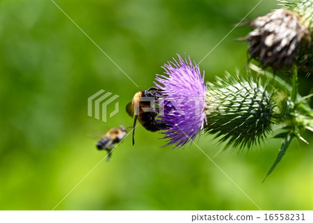 Tiger bumblebee and noisami (azami) Tiger bumblebee and noisami (azami) 16558231