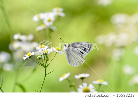 Stigled butterfly and fishyeon Stigled butterfly and fishyeon 16558232