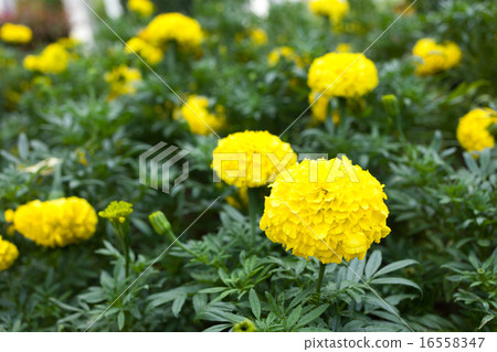 Tagetes erecta L or Marigold beautiful flower 16558347