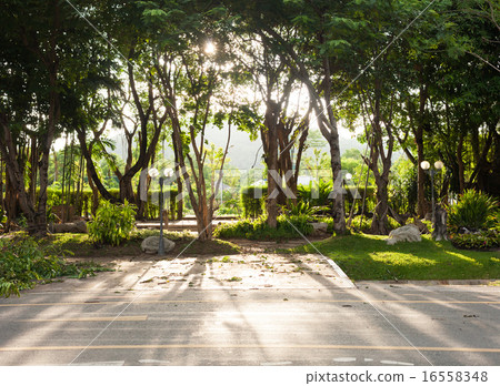 Sunlight streaming through the trees Sunlight streaming through the trees 16558348