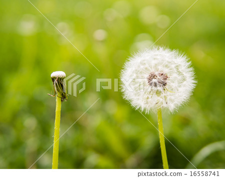 Oposite dandelions: full and empty 16558741
