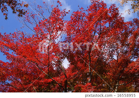 Bright red autumn leaves 16558955