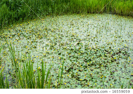 Ancient lotus village of Gyoda-shi · Asaza 16559059