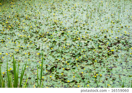 Ancient lotus village in Gyoda-shi · Asaza 2 16559060