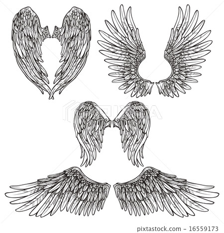 Wings Sketch Set 16559173
