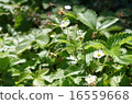 Wild strawberry Wild strawberry 16559668