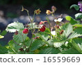 Wild strawberry Wild strawberry 16559669