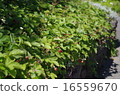 Wild strawberry Wild strawberry 16559670