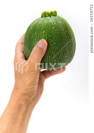 圓形西葫蘆 16559753