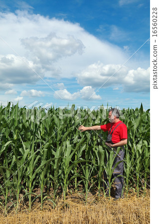Agriculture, farmer in corn field Agriculture, farmer in corn field 16560228