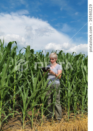 Agriculture, farmer in corn field Agriculture, farmer in corn field 16560229