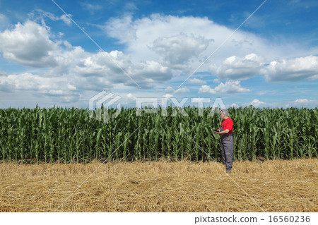 Agriculture, farmer in corn field 16560236